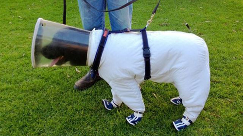 130708dog_beekeeper.jpg