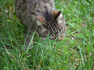 猫が猫草を食べる理由は未だ解明されていない 動物 しっぽニュース