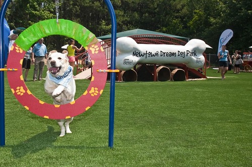 dogpark-853x568.jpg