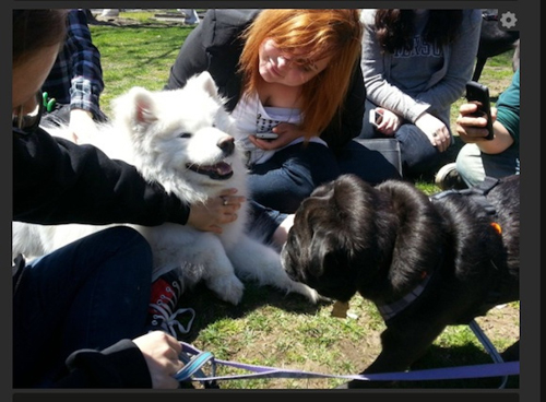dogtherapy01.jpg