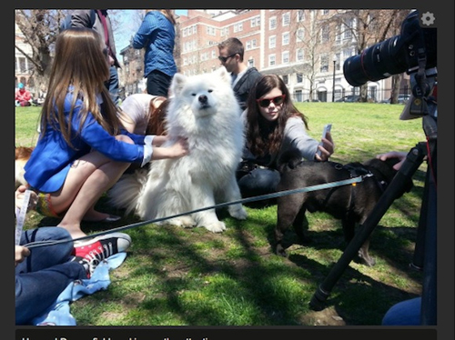 dogtherapy03.jpg