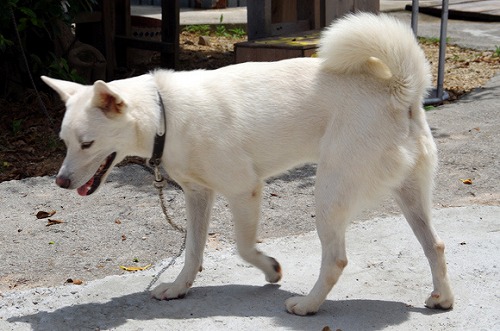 inu.jpg