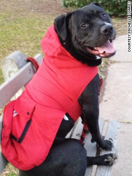 pampered-pets-lucas-02.jpg