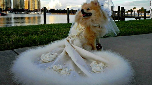 pampered-pets-tazu-01.jpg