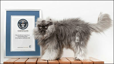 世界一毛の長い猫としてギネス世界記録認定されたブサカワ猫 ニャア大佐 動物 しっぽニュース